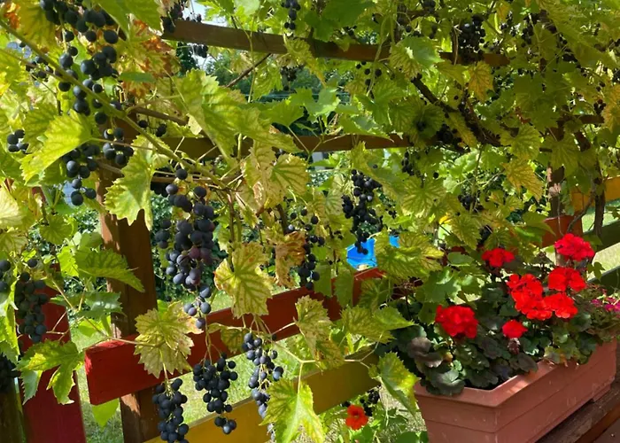 Bellevue فندق فاندليتس